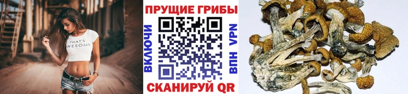 Галлюциногенные грибы Cubensis  где купить наркоту  Беслан 
